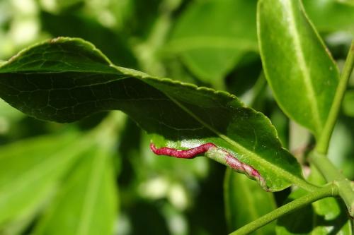 Stenacis euonymi